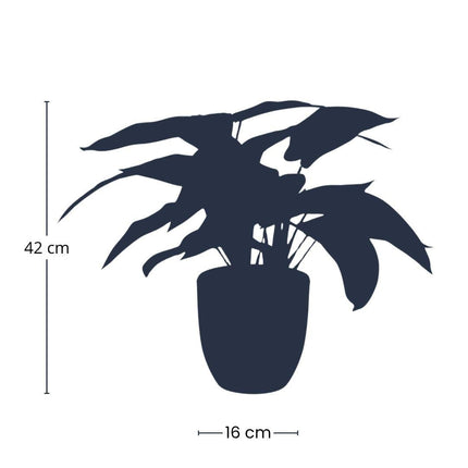 Kunstplant Calathea Zebrina - in zwarte pot - ↕42cm