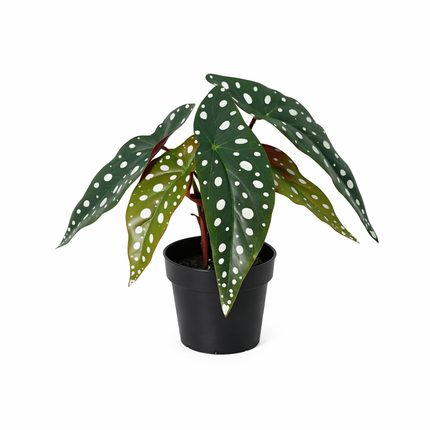 Kunstplant Begonia maculata - ↕24cm