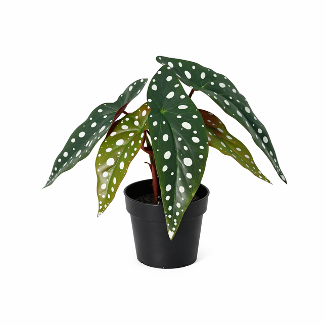 Kunstplant Begonia maculata - ↕24cm