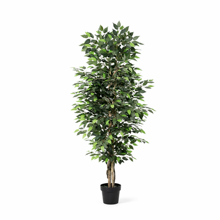 Kunstplant Ficus Benjamina - ↕180cm