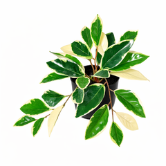 Collection image for: Kunst Hangplant