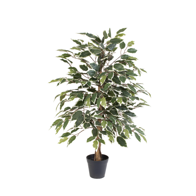Kunstplant Ficus benjamina variegata - ↕85cm