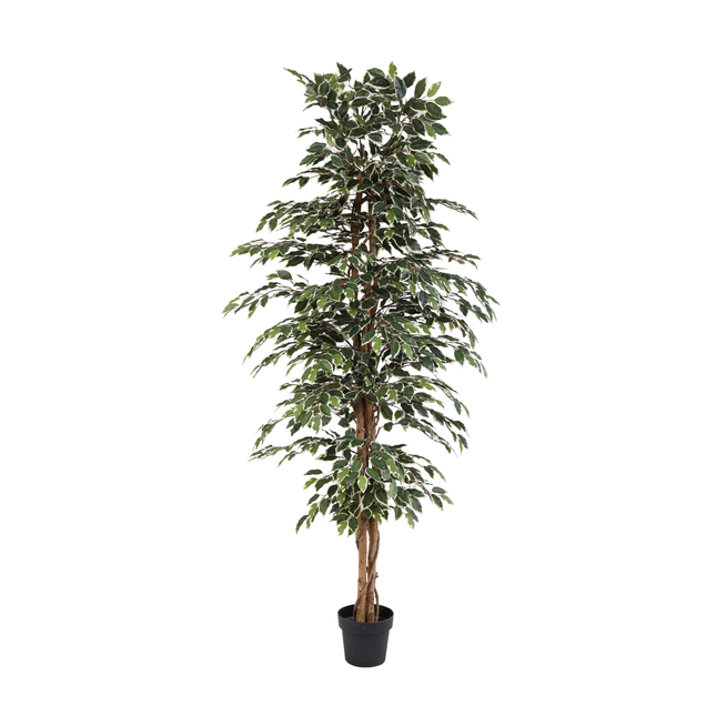 Kunstplant Ficus benjamina variegata - ↕205cm