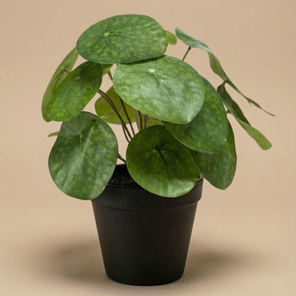 Kunstplant Pilea bush in zwarte pot - ↕25 cm