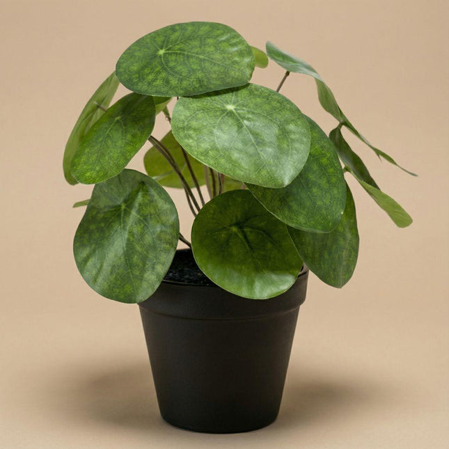 Kunstplant Pilea bush in zwarte pot - ↕25 cm