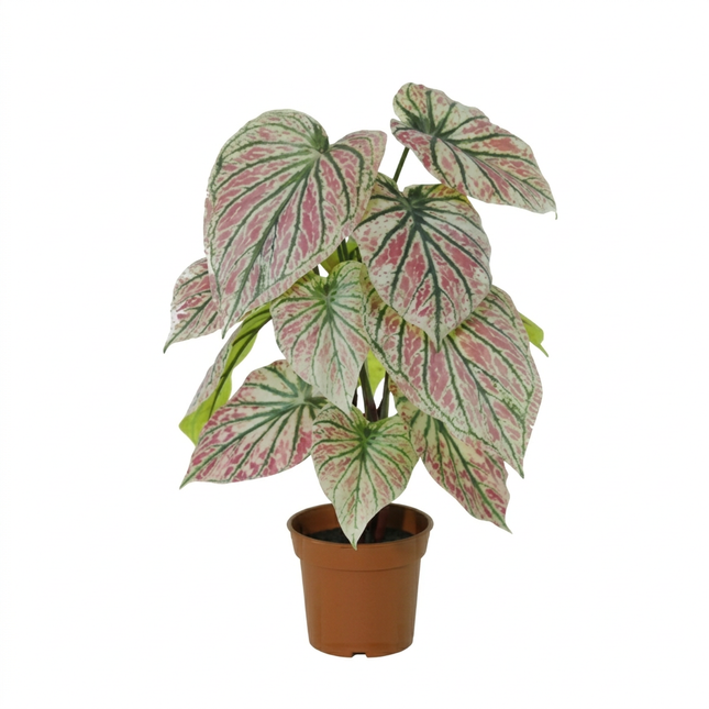 Kunstplant Caladium green / pink - ↕57cm