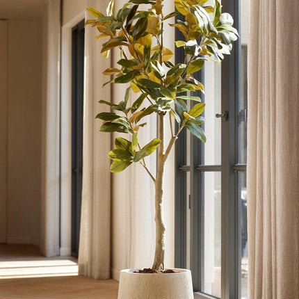 Grote Kunstplant - Magnolia Denudata - ↕150 cm