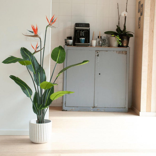 Kunstplant Strelitzia met bloemen - In zwarte pot - ↕120cm