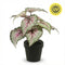 UV Bestendige Kunstplanten