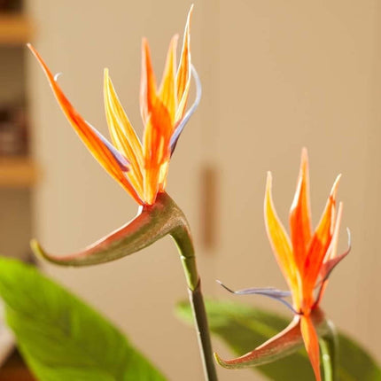 Kunstplant Strelitzia met bloemen - In zwarte pot - ↕120cm