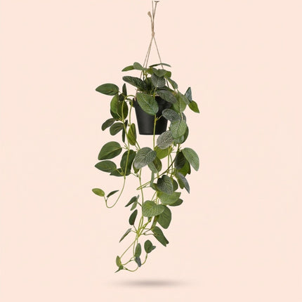 Kunstplant Fittonia - hangplant in pot - ↕70cm