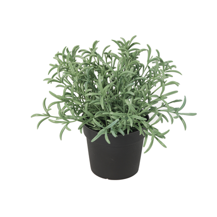Kunstplant Helichrysum italicum - ↕18cm