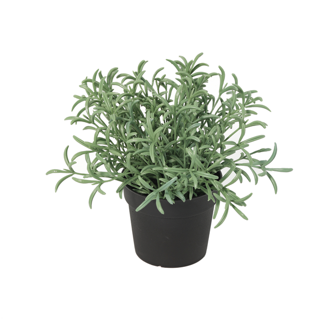 Kunstplant Helichrysum italicum - ↕18cm
