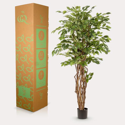 Kunstplant Ficus liana - Vioolbladplant - ↕170cm