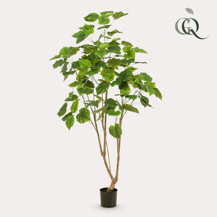 Kunstplant Ficus umbellate - Afrikaanse vijg - ↕180cm - Ø17cm