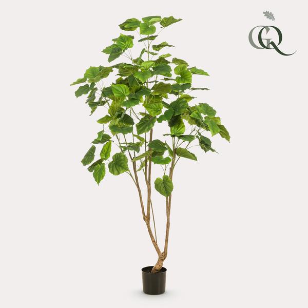 Kunstplant Ficus umbellate - Afrikaanse vijg - ↕180cm - Ø17cm