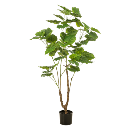 Kunstplant Ficus umbellate - Afrikaanse vijg - ↕125cm