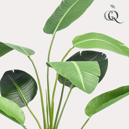 Kunstplant Strelitzia nicolai - Paradijsvogelbloem - ↕120cm - Ø15cm