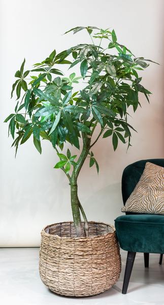 Kunstplant Pachira Aquatica - Geldboom - ↕180cm - Ø15cm