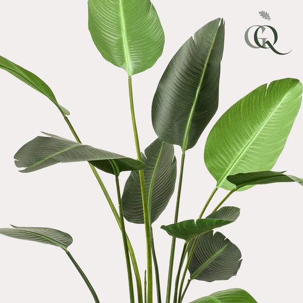 Kunstplant Strelitzia Nicolai - Paradijsvogelbloem - ↕230cm - Ø17cm