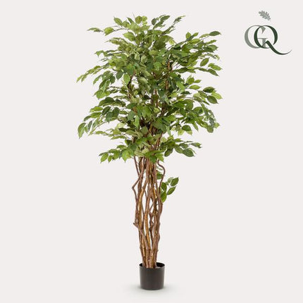 Kunstplant Ficus liana - Vioolbladplant - ↕170cm