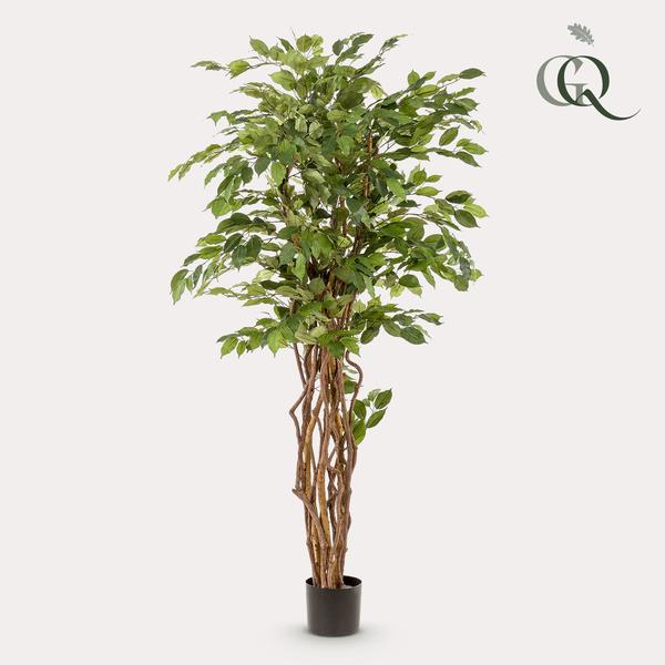 Kunstplant Ficus liana - Vioolbladplant - ↕170cm
