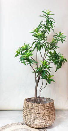Kunstplant Dracaena - Drakenboom - ↕190cm - Ø17cm