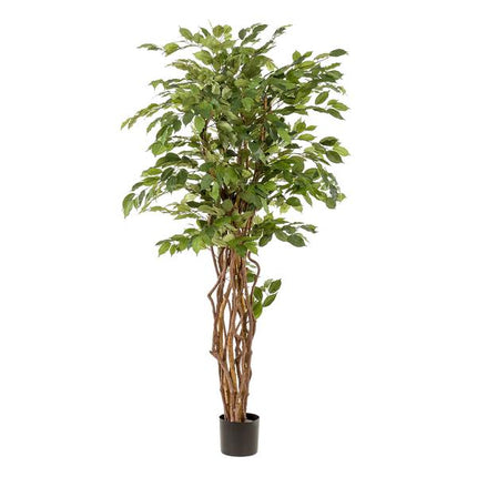 Kunstplant Ficus liana - Vioolbladplant - ↕170cm