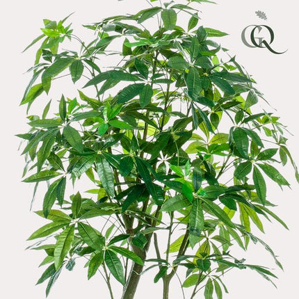 Kunstplant Pachira Aquatica - Geldboom - ↕180cm - Ø15cm