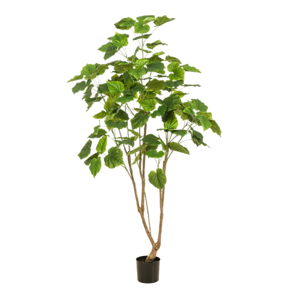 Kunstplant Ficus umbellate - Afrikaanse vijg - ↕180cm - Ø17cm
