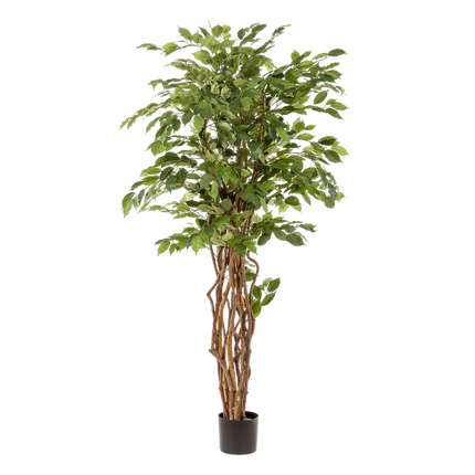 Kunstplant Ficus liana - Vioolbladplant - ↕170cm