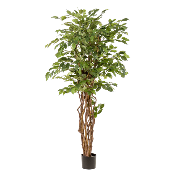 Kunstplant Ficus Liana - Vioolbladplant - ↕170cm