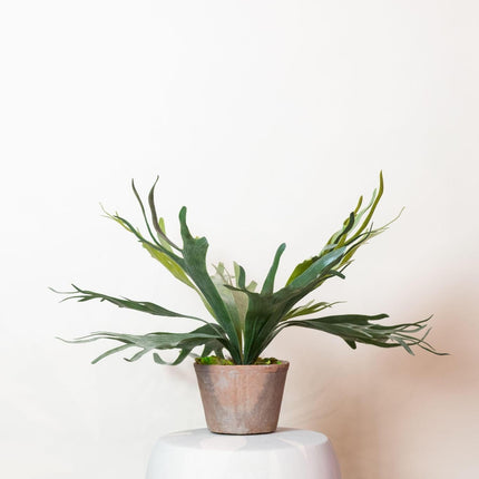 kunstplant-staghorn-fern-hertshoorn-50-cm