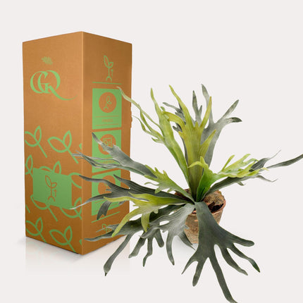 kunstplant-staghorn-fern-hertshoorn-50-cm