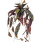 kunstplant-begonia-maculata-stippenbegonia-80-cm