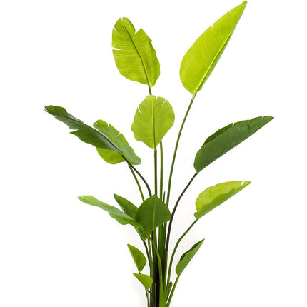 kunstplant-strelitzia-nicolai-paradijsvogelbloem-150-cm