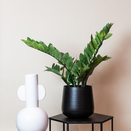 kunstplant-zamioculcas-kamerpalm-70-cm