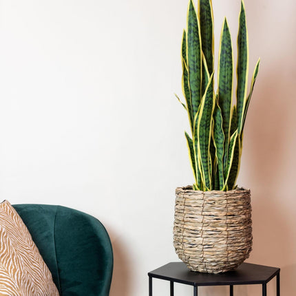 kunstplant-sanseveria-trifasciata-vrouwentong-97-cm