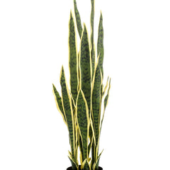 kunstplant-sanseveria-trifasciata-vrouwentong-97-cm
