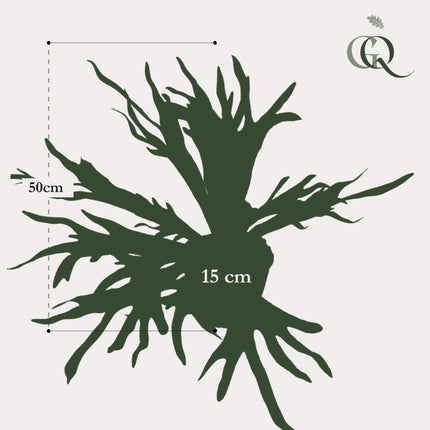 kunstplant-staghorn-fern-hertshoorn-50-cm