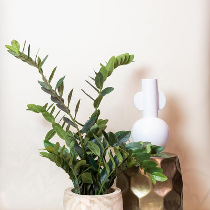 kunstplant-zamioculcas-kamerpalm-110-cm