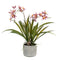 Nep Orchidee