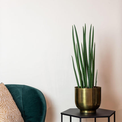 kunstplant-sanseveria-cylindrica-vrouwentong-70-cm