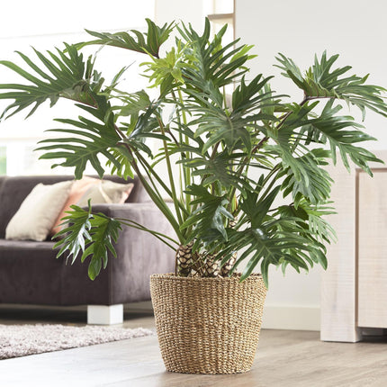 Plantenmand -  Lichtbruin - Jip naturel - XL - W37xH31