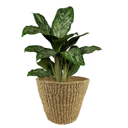 Plantenmand -  Lichtbruin - Jip naturel - XL - W37xH31