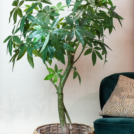 kunstplant-pachira-aquatica-geldboom-150-cm