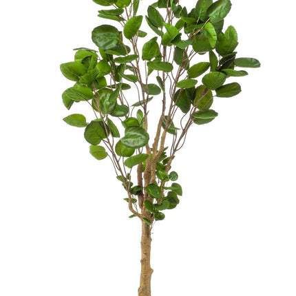 kunstplant-polyscias-aralia-150-cm