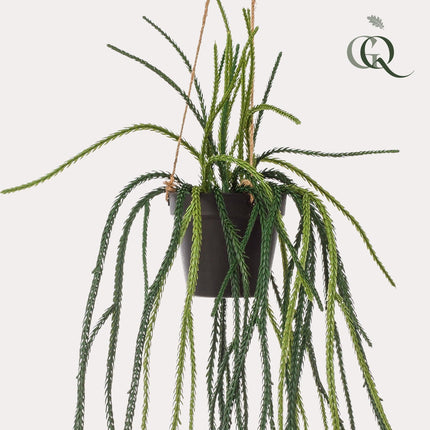 kunstplant-rhypsalis-koraalcactus-85-cm